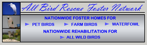 logo for the all bird rescue foster network
